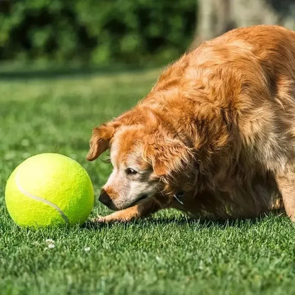 Dog Tennis Ball
