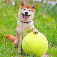 Dog Tennis Ball