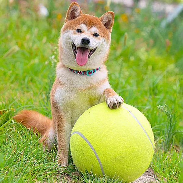 Dog Tennis Ball